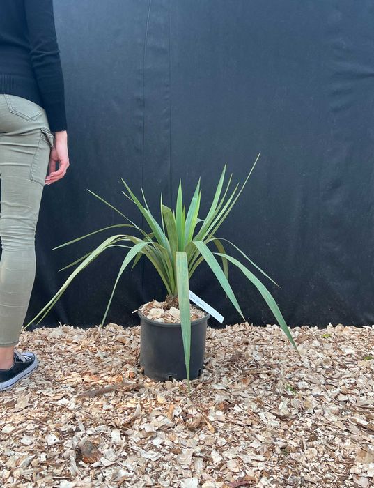 Juka - Yucca Gloriosa HURT / DETAL