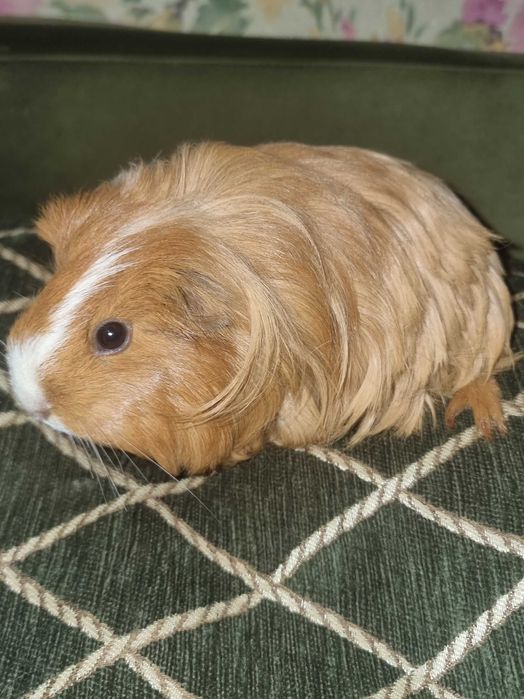 Морская свинка Шелти