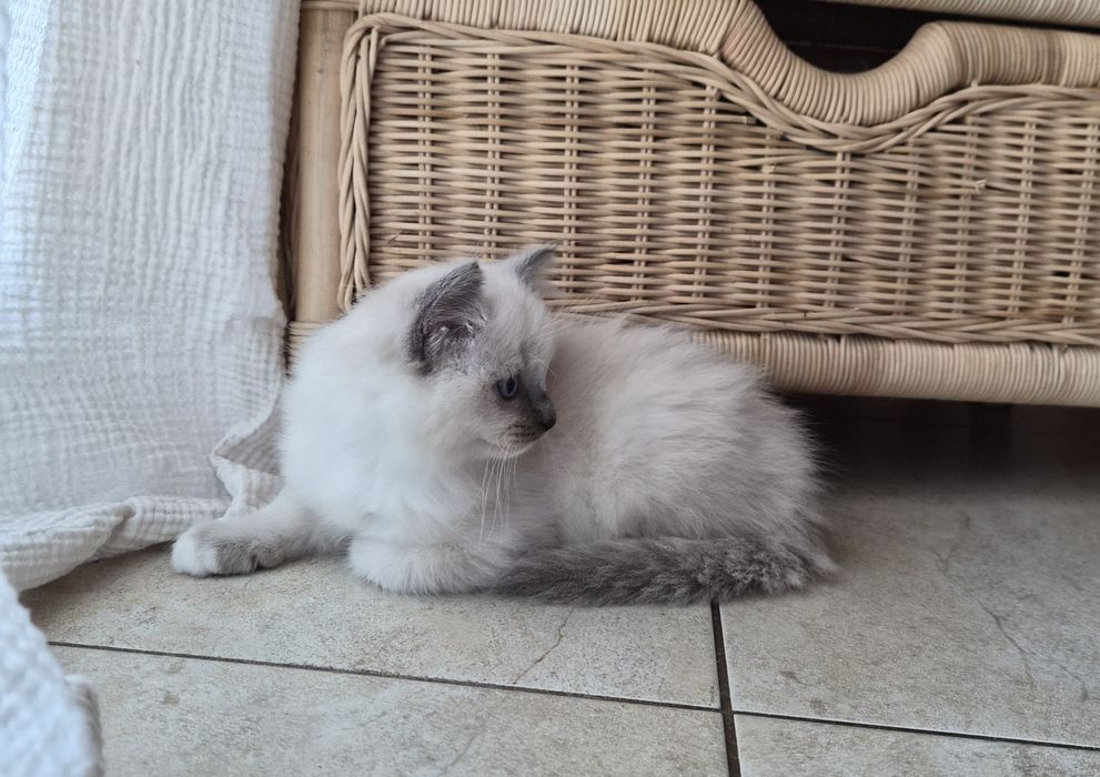 Ragdoll kocurek.     .