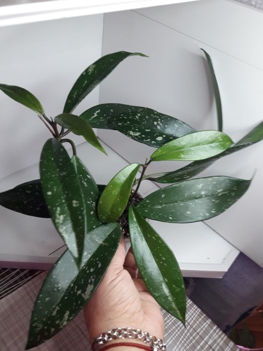 Хойя сортовая укореняшки