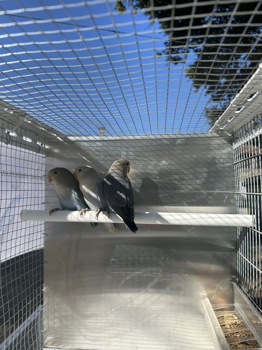 Agapornis Femeas