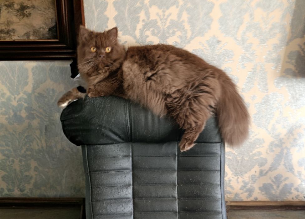 Шоколадний красунчик