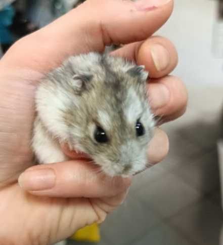 Chomik dżungarski GRUBY  KOCUR sklep zoologiczny UL. SŁODKA