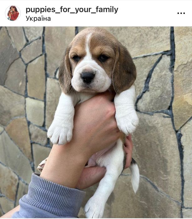 Вільні цуценята Бігль! Доставка по світу, повний пакет документів!