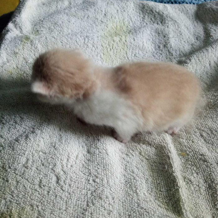 Кошенята,_ в добрі руки