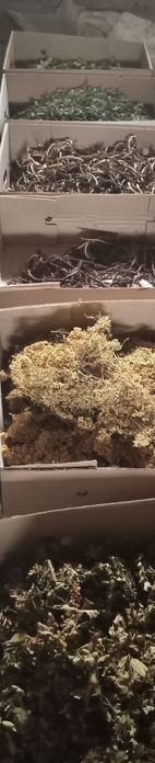 Лікарські трави.