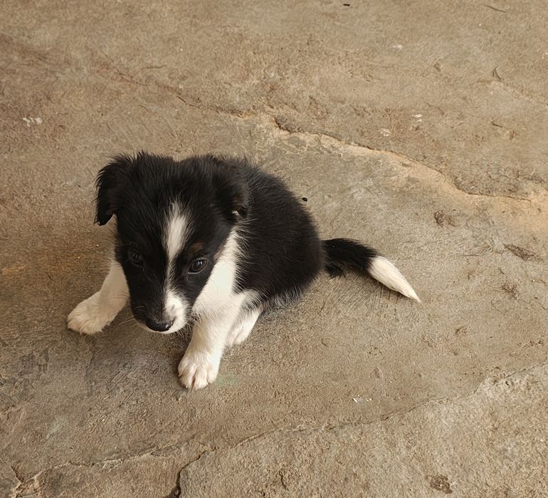 Border collie macho tricolor