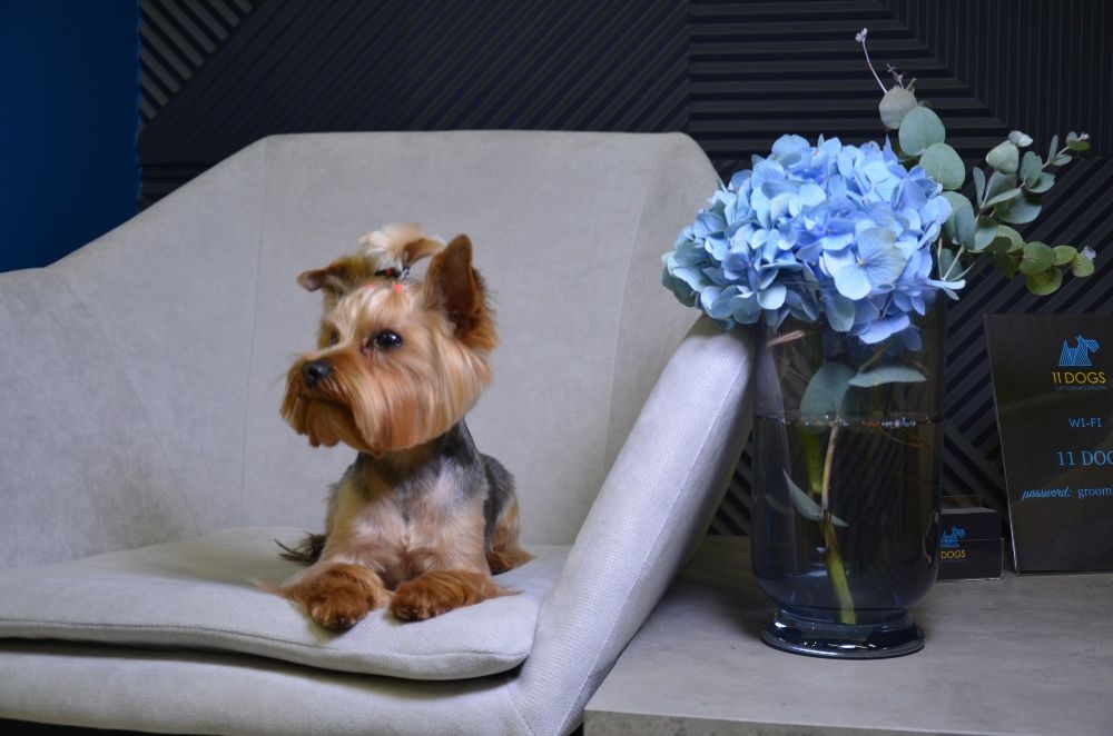 Вязка Йорк Мальчик мини