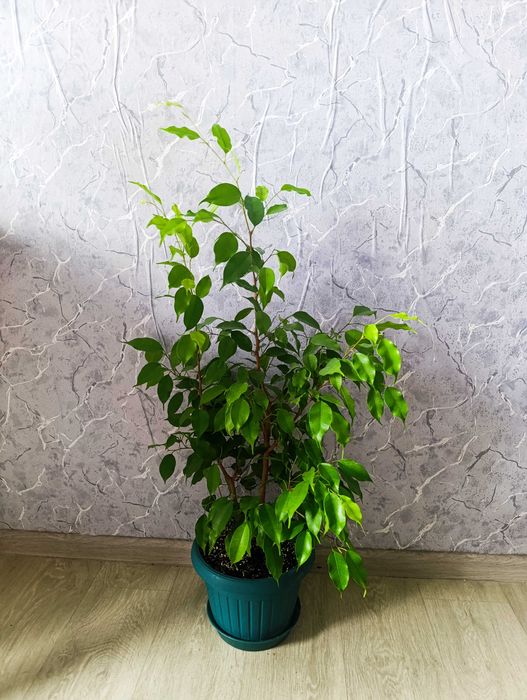 Фикус бенджамина