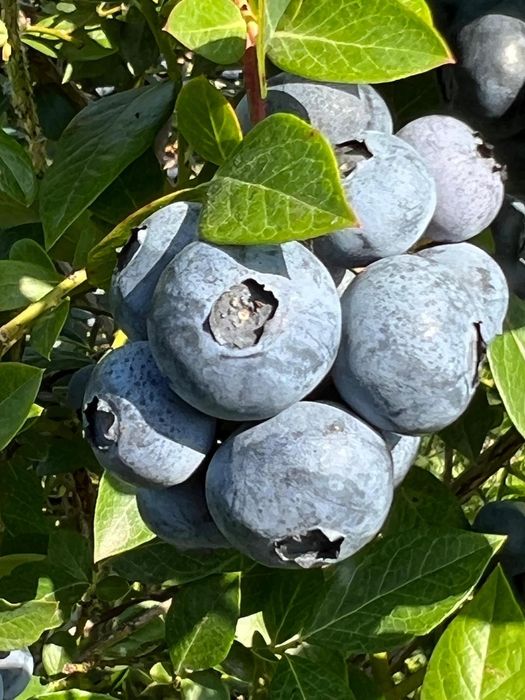 Mirtilos Biológicos - Dunas d' Ovar - terminou a epoca - nova Maio 25