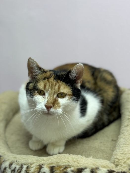 Взрослые котейки в любящие семьи