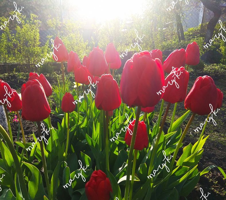 Сумах. Клематис. Бересклет. Лилии. Ирисы. Спирея. Тюльпаны.