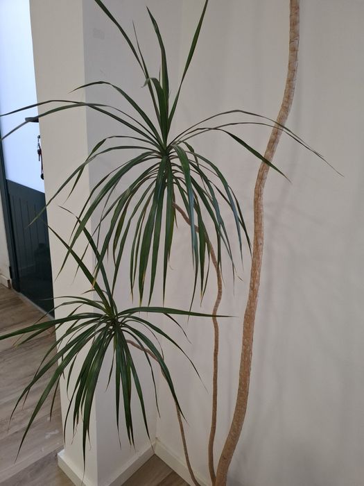 Planta Dracaena marginata