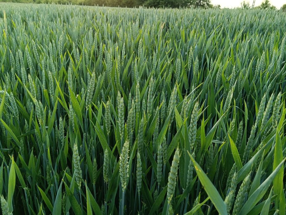 Sprzedam przenice ozimą Chewinion