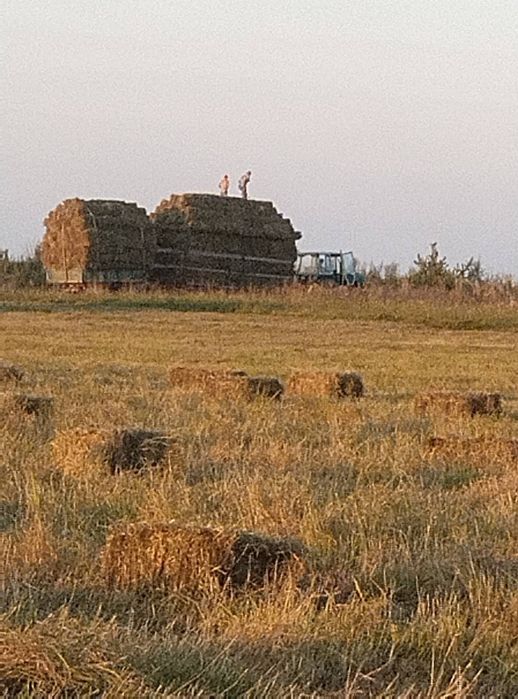 Сіно тюки отава 2025