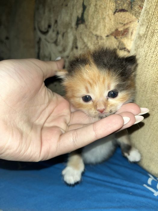 Кішечка яка шукає сімʼю