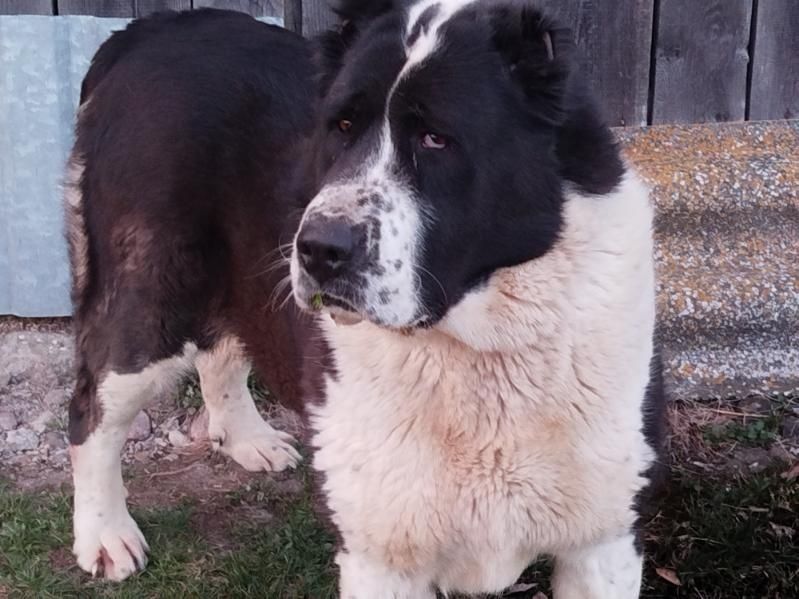 Sprzedam suczkę owczarek