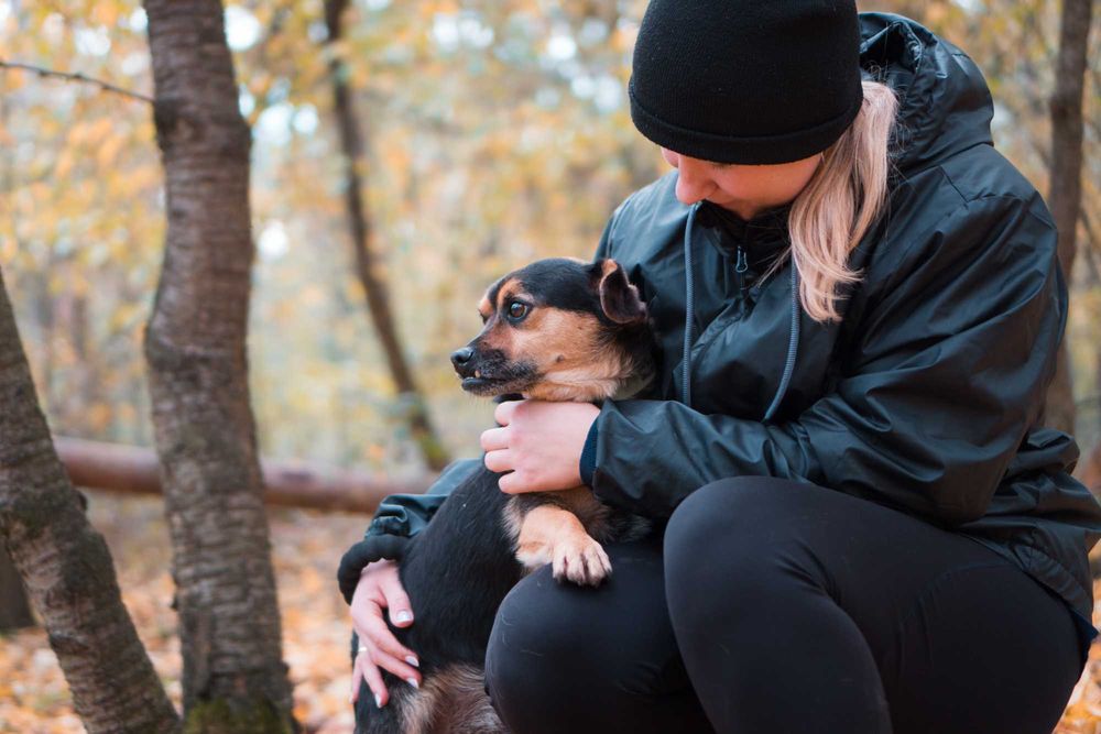 5 letni Szkrabek do adopcji!
