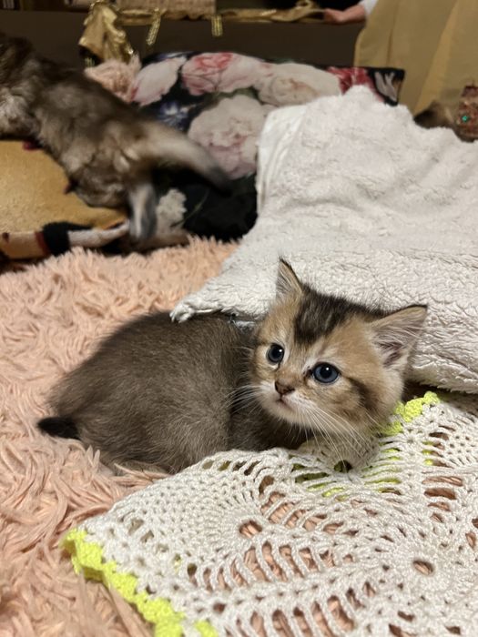 Шотландские котята