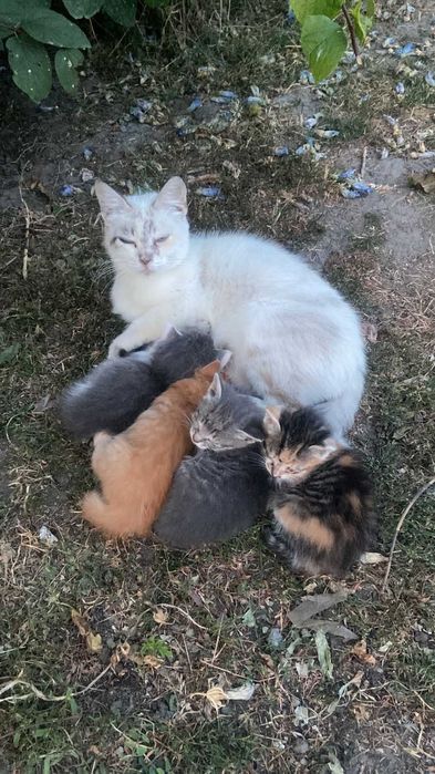 Отдам Котят. В хорошие руки очень красивые.
