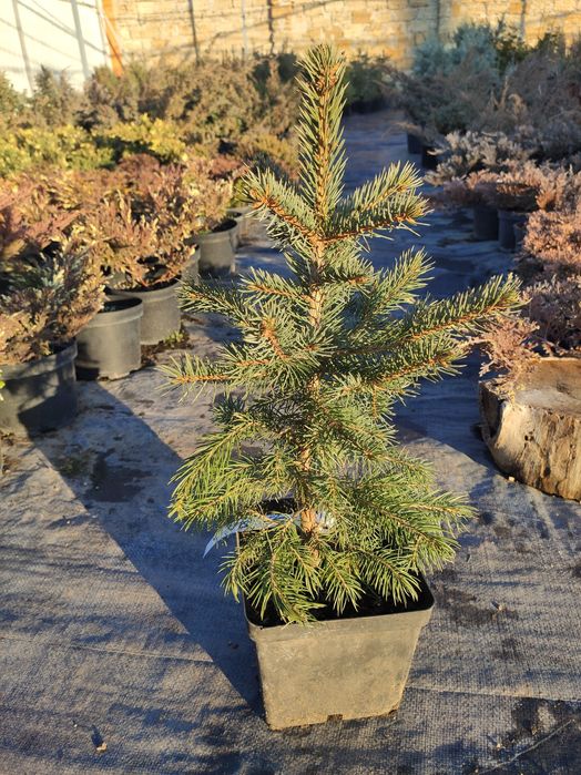 Новогодняя живая елка,сосна для дома,улицы Коника,Маджестик Блю,Глаука