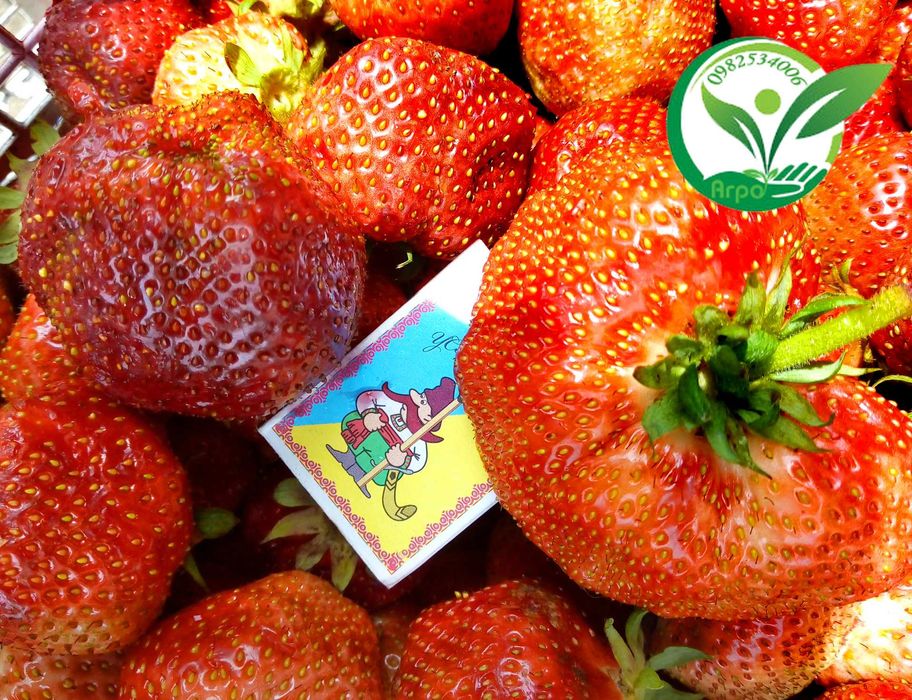 Саджанці - розсада полуниці Вікторія  НСД рем КСД рання середня пізня