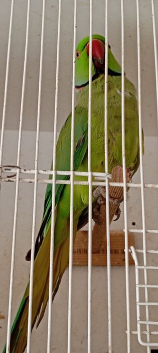 Lote de 10 Ringneks neks maxos e fêmeas