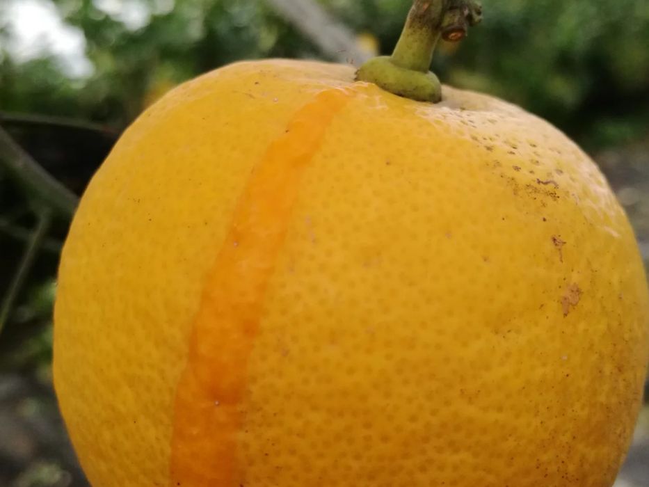 Citrinos Raros Plantas Certificadas