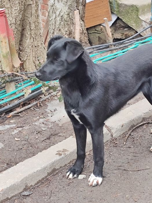 Собака девочка стерильная ищет семью