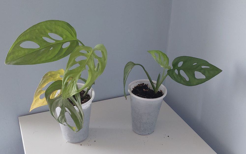 Pilea pieniążek monstera monkey sadzonka