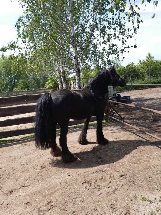 klacz silver bay - GYPSY/IRISH COB (nie tinker)