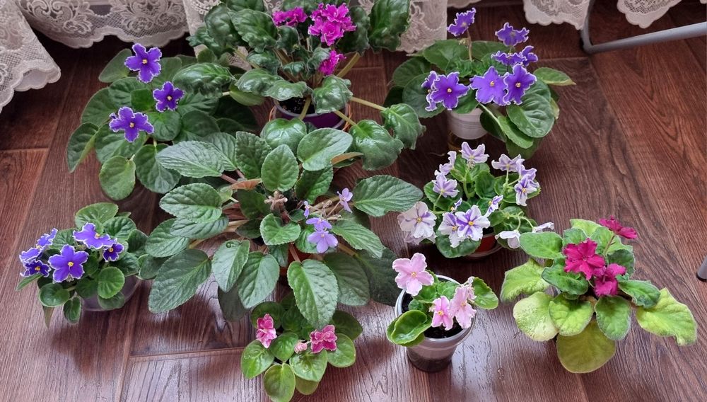 Фіалки  різні ,сортові.Хавортія