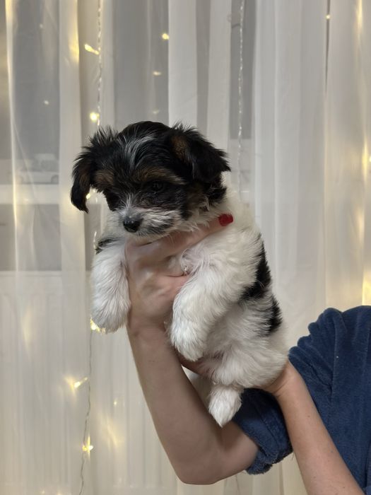 Цуценята бівер-йорк терʼєра — маленьке щастя у ваш дім