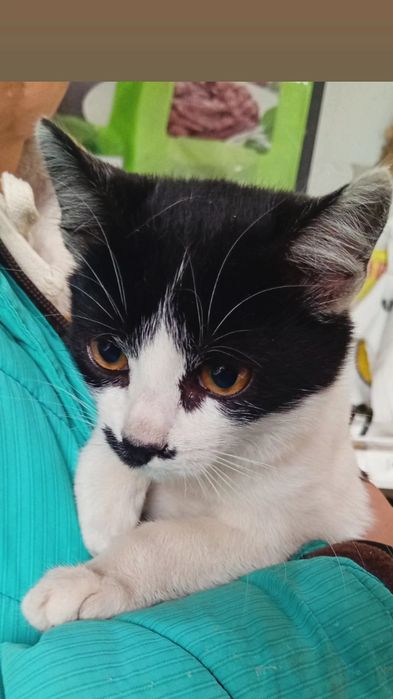 Отдам черно-белого котенка, девочка, 4 месяца