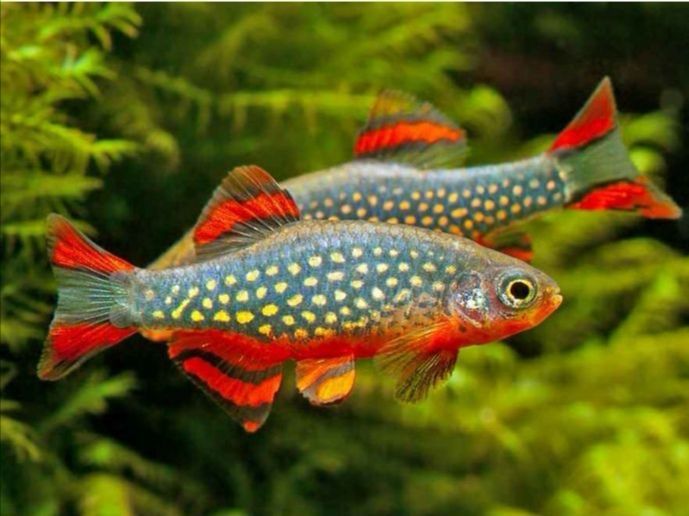 Razbora Galaxy ZOOEGZOTYKA