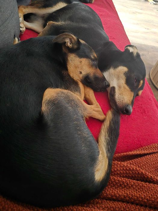 Ogłoszenie- ZAGINĘŁY 2 PSY