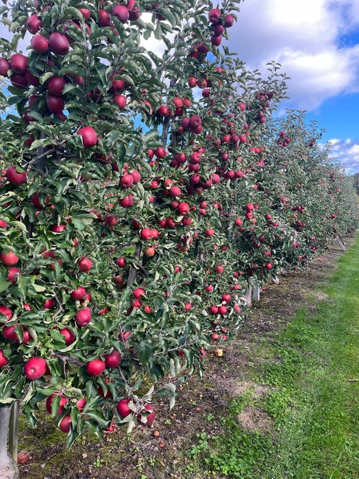 Jabłka Jonaprince z własnego sadu - 20 kg Wysyłka OLX