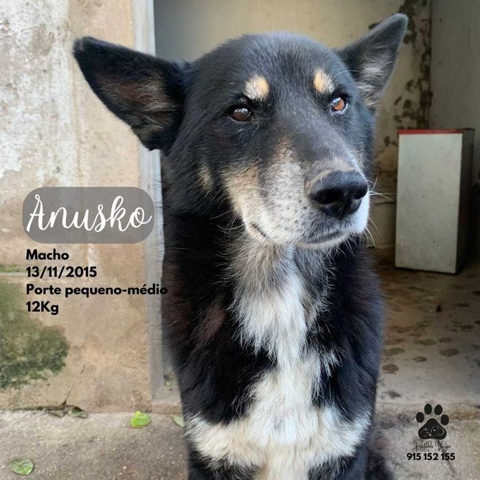 Anusko, amoroso (Cão para adoção)