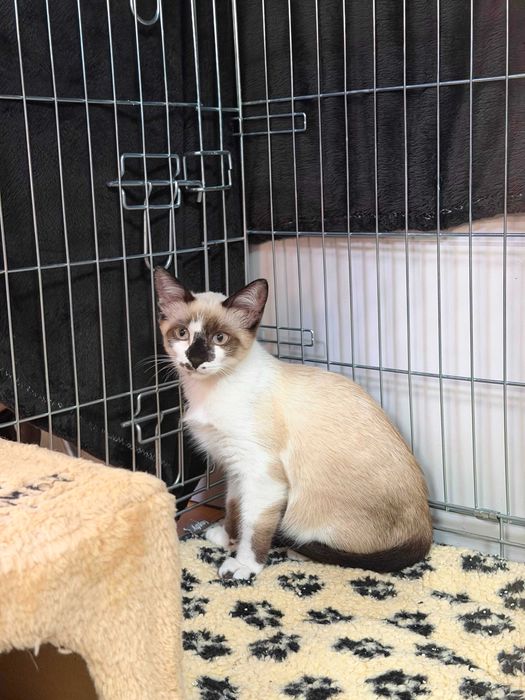 Gata bebé fêmea para adoção responsável