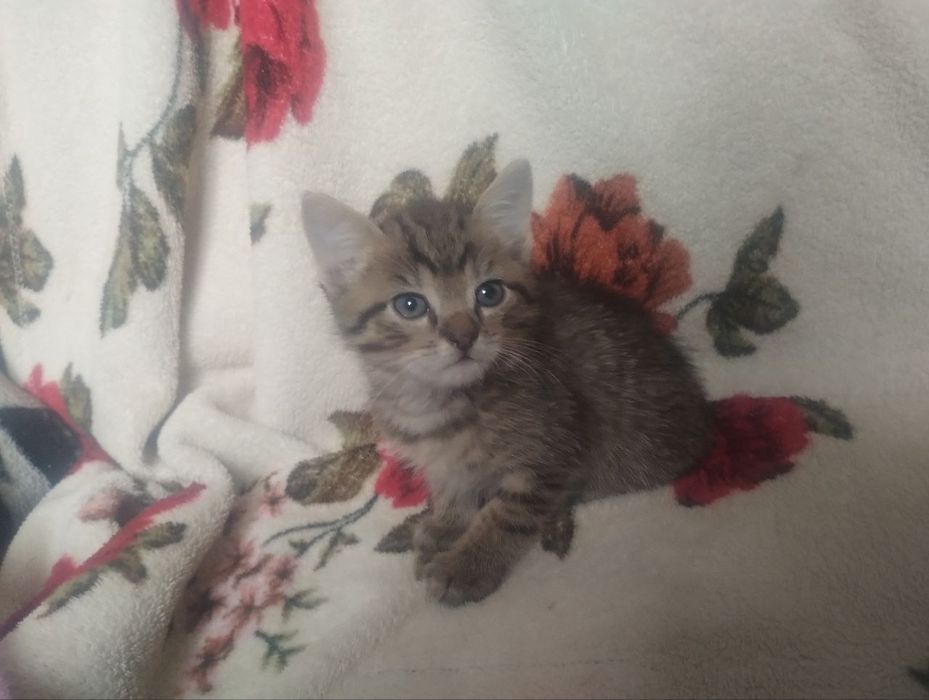 Віддам котят в добрі руки
