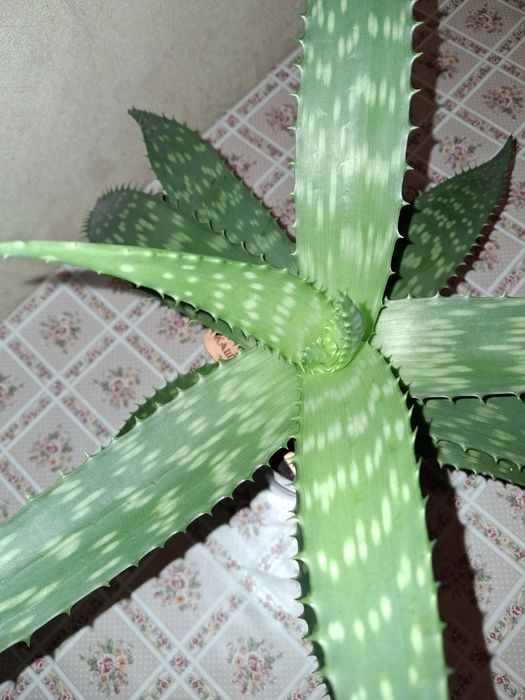 Алоє вєра лікувальне