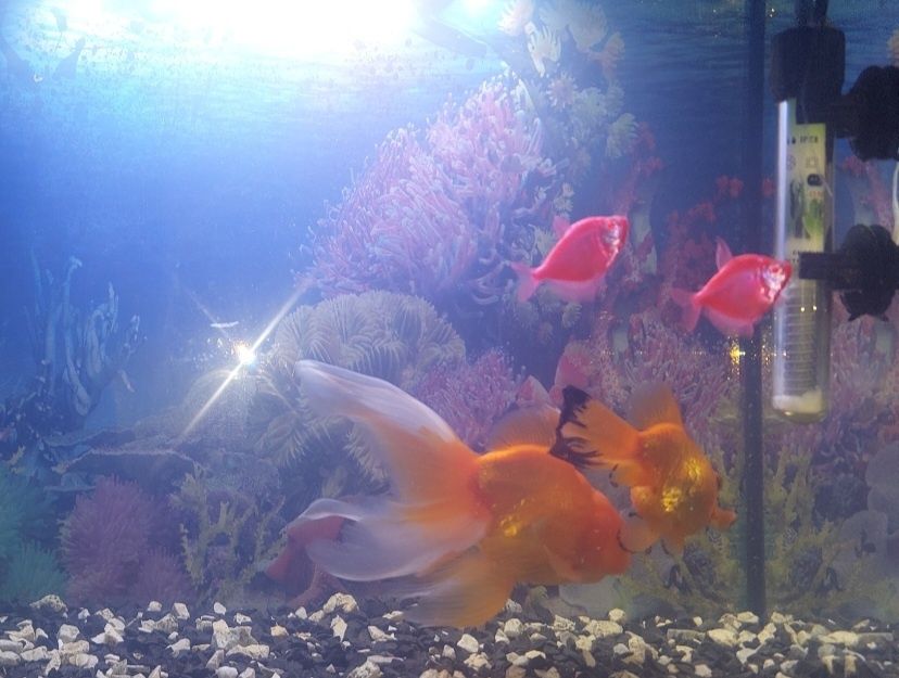 Продам Аквариумных Рыбок. Харьков!