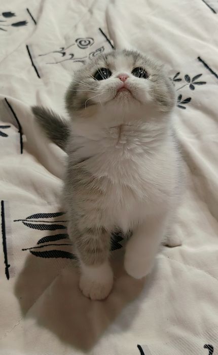 Menino scottish fold