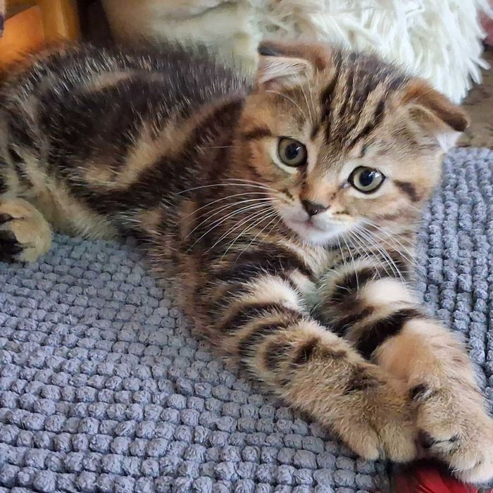 Красивые Котята Скотиш Стайт