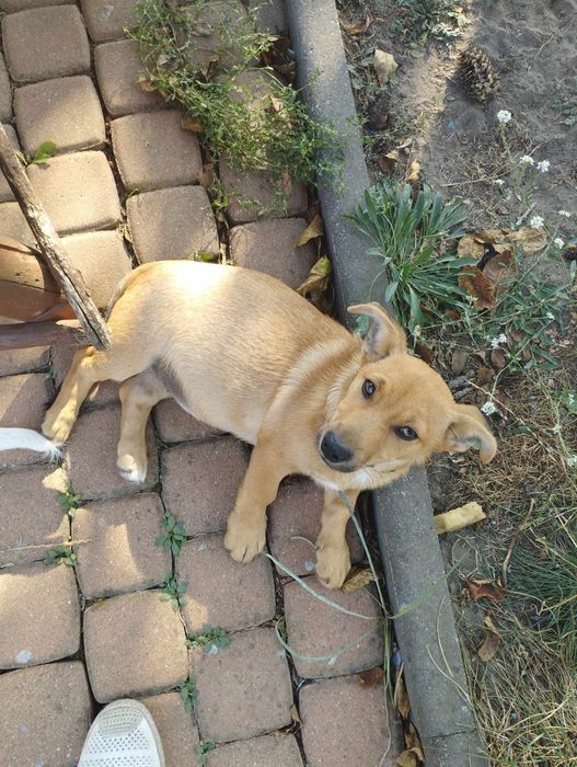 Psy do oddania w dobre ręce