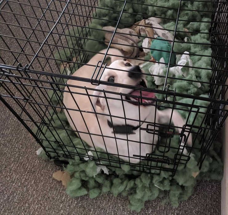 Клітка вольер клетка переноска для собак кошек птиц Польша 6-розмірів