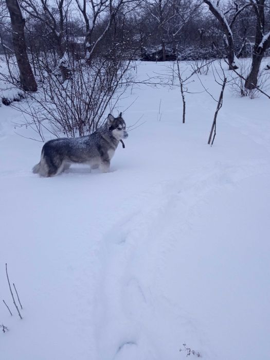 Віддам собаку у добрі руки.
