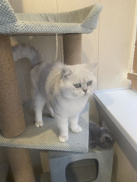 Шотландский Серебристый кот Вязка