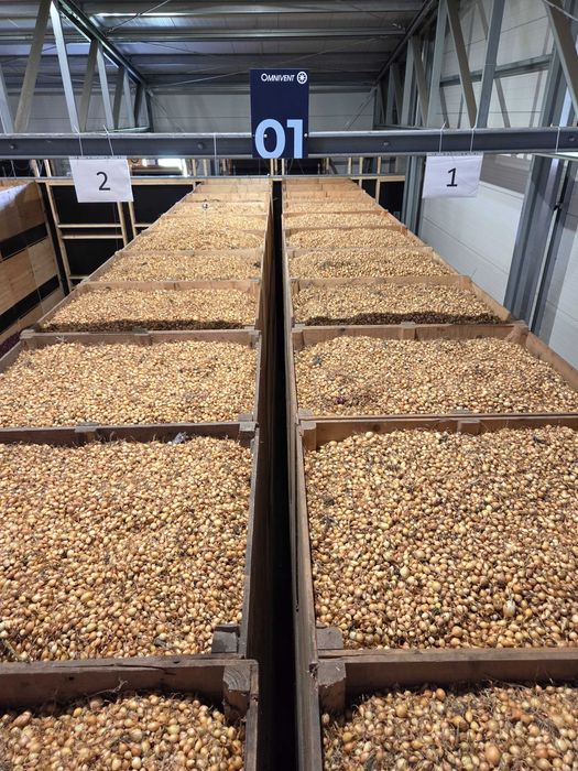 Cebula dymka Sturon, Efekt, Cupido, Corrado, Contado, Preset