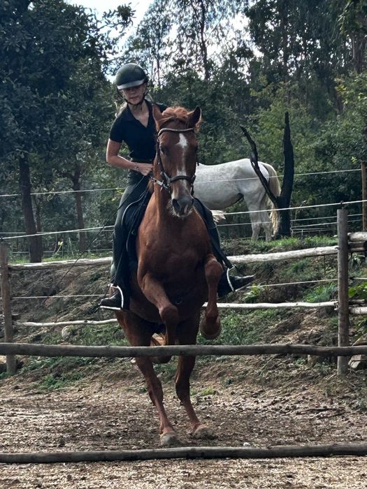 Horse for sale/cavalo a vende